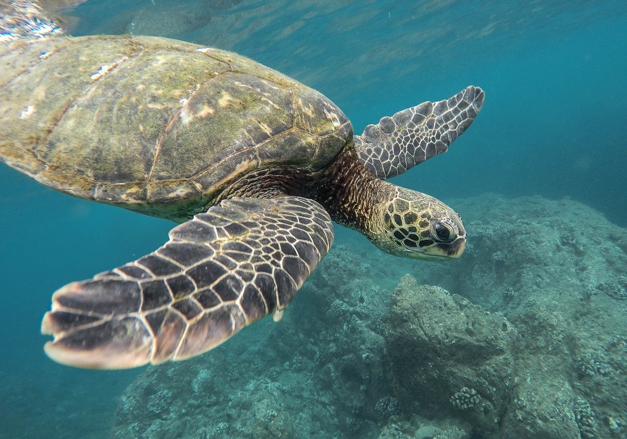 Sea turtle swimming under water